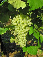Nejrozšířenější odrůdy vín v ČR